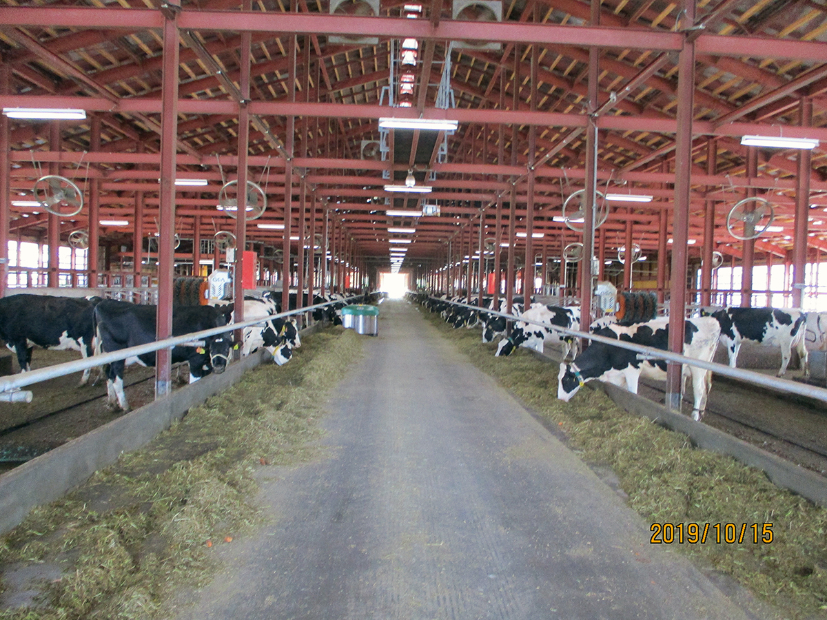 こだわりの牛舎